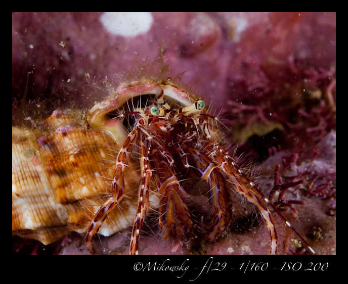 Buceo Tossa 21 Julio 2012   6
