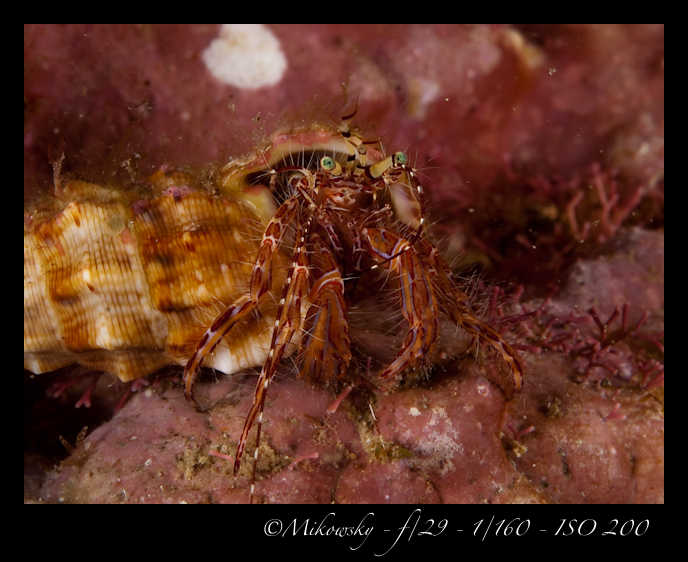 Buceo Tossa 21 Julio 2012   7