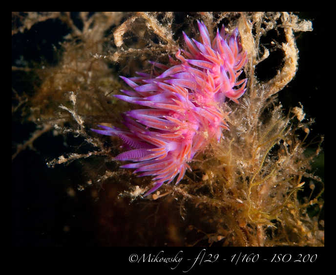 Buceo Tossa 21 Julio 2012   8