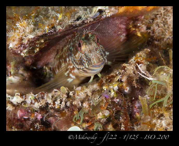 Buceo Tossa 21 Julio 2012   9