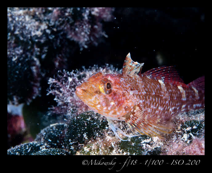 Buceo Tossa 24 Agosto 2012   2