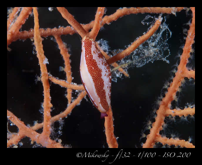 Buceo Tossa 24 Agosto 2012   3