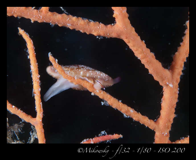 Buceo Tossa 24 Agosto 2012   4
