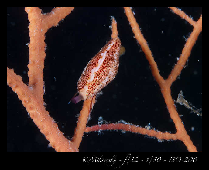Buceo Tossa 24 Agosto 2012   5