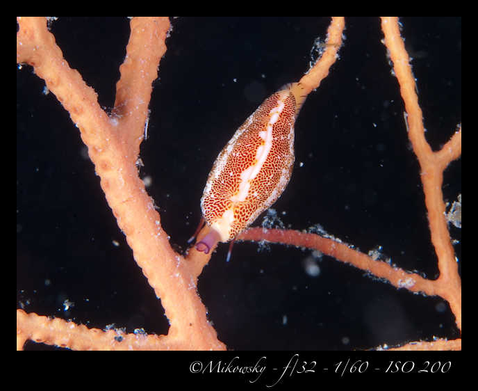 Buceo Tossa 24 Agosto 2012   6