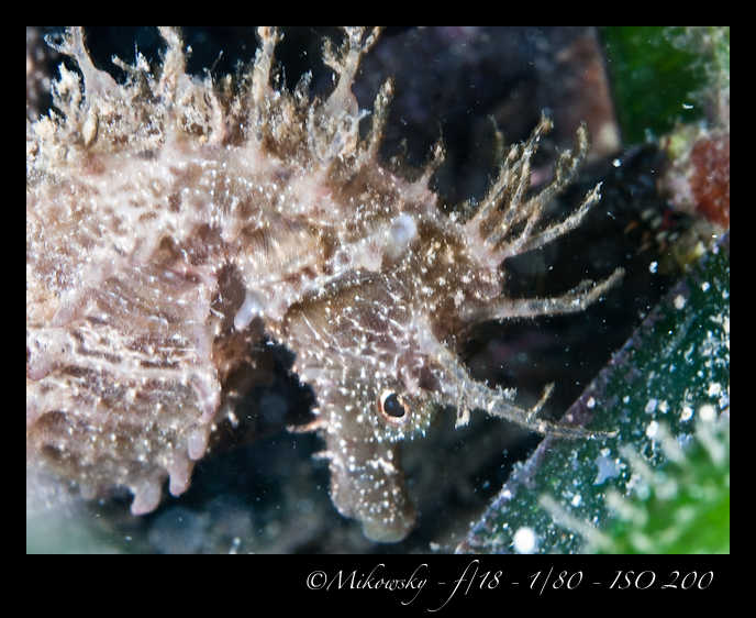 Buceo Tossa 24 Agosto 2012   7
