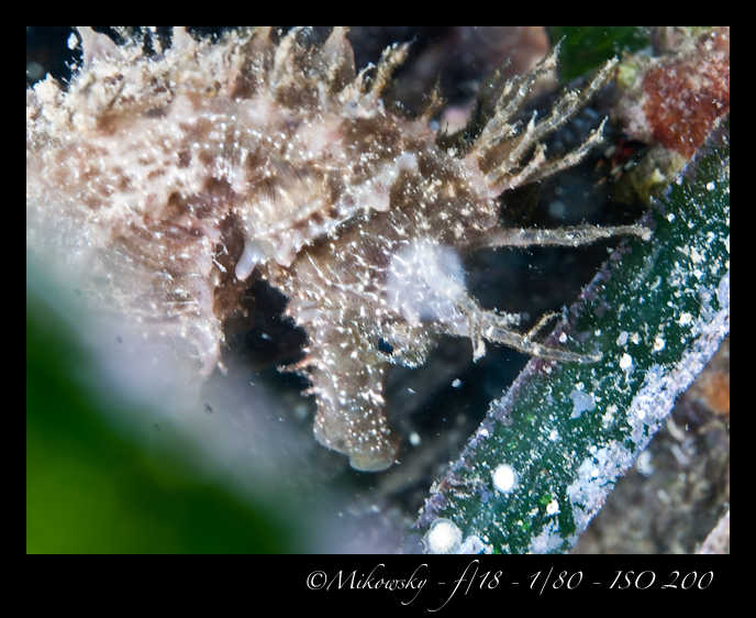 Buceo Tossa 24 Agosto 2012   8