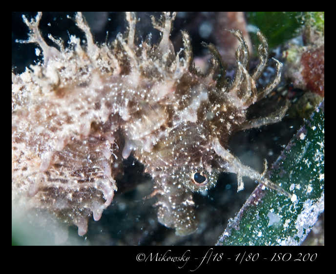 Buceo Tossa 24 Agosto 2012   9
