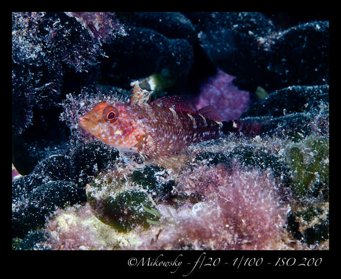 Buceo Tossa 24 Agosto 2012  