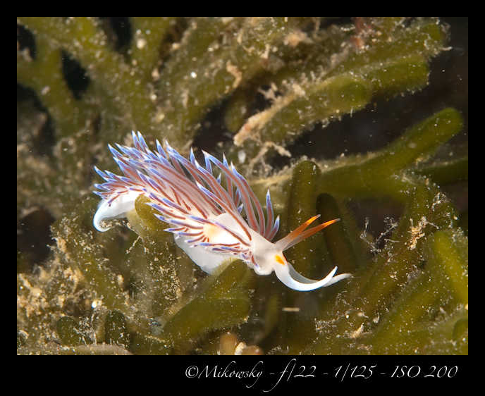 Buceo Tossa 25 Julio 2012   1
