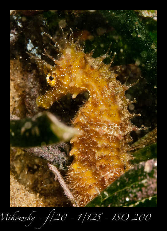 Buceo Tossa 25 Julio 2012   10