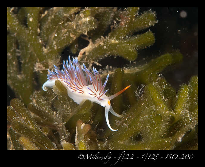 Buceo Tossa 25 Julio 2012   2