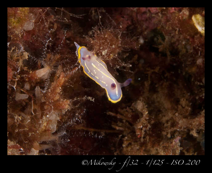 Buceo Tossa 25 Julio 2012   3