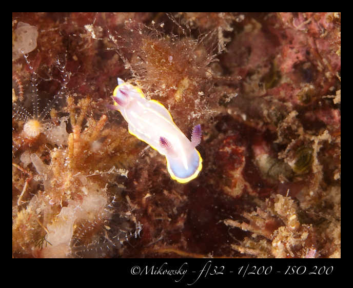 Buceo Tossa 25 Julio 2012   4