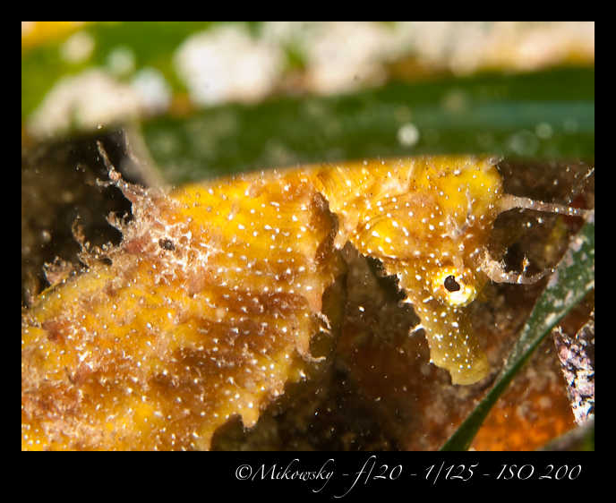 Buceo Tossa 25 Julio 2012   5