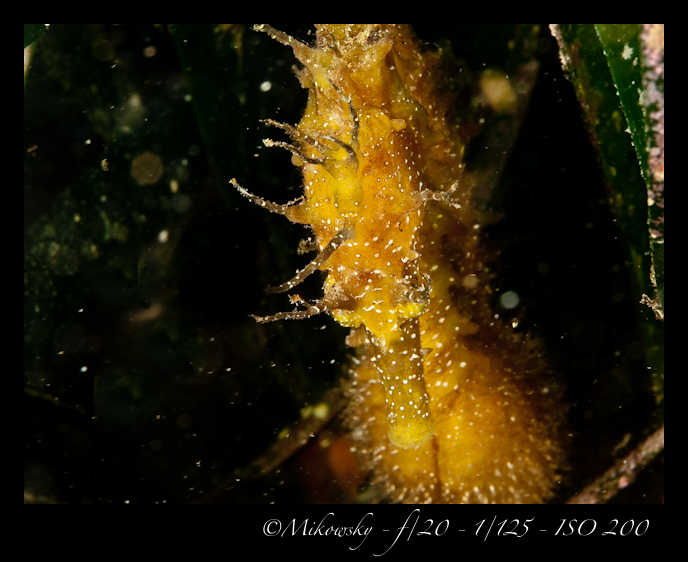 Buceo Tossa 25 Julio 2012   6