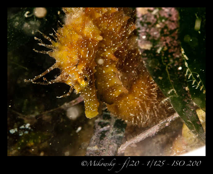 Buceo Tossa 25 Julio 2012   8