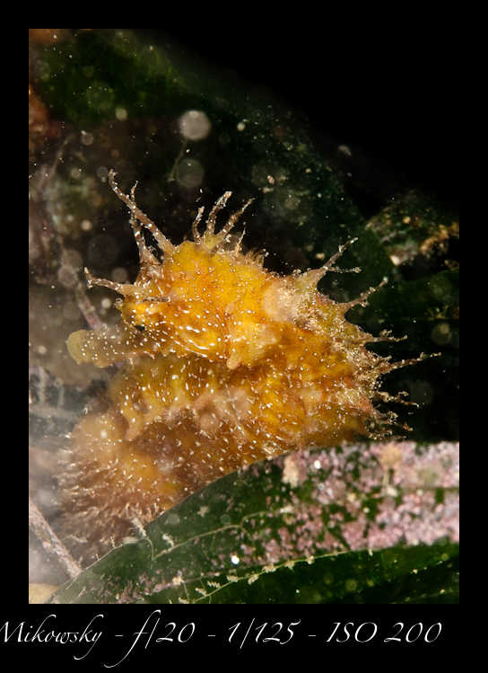 Buceo Tossa 25 Julio 2012   9