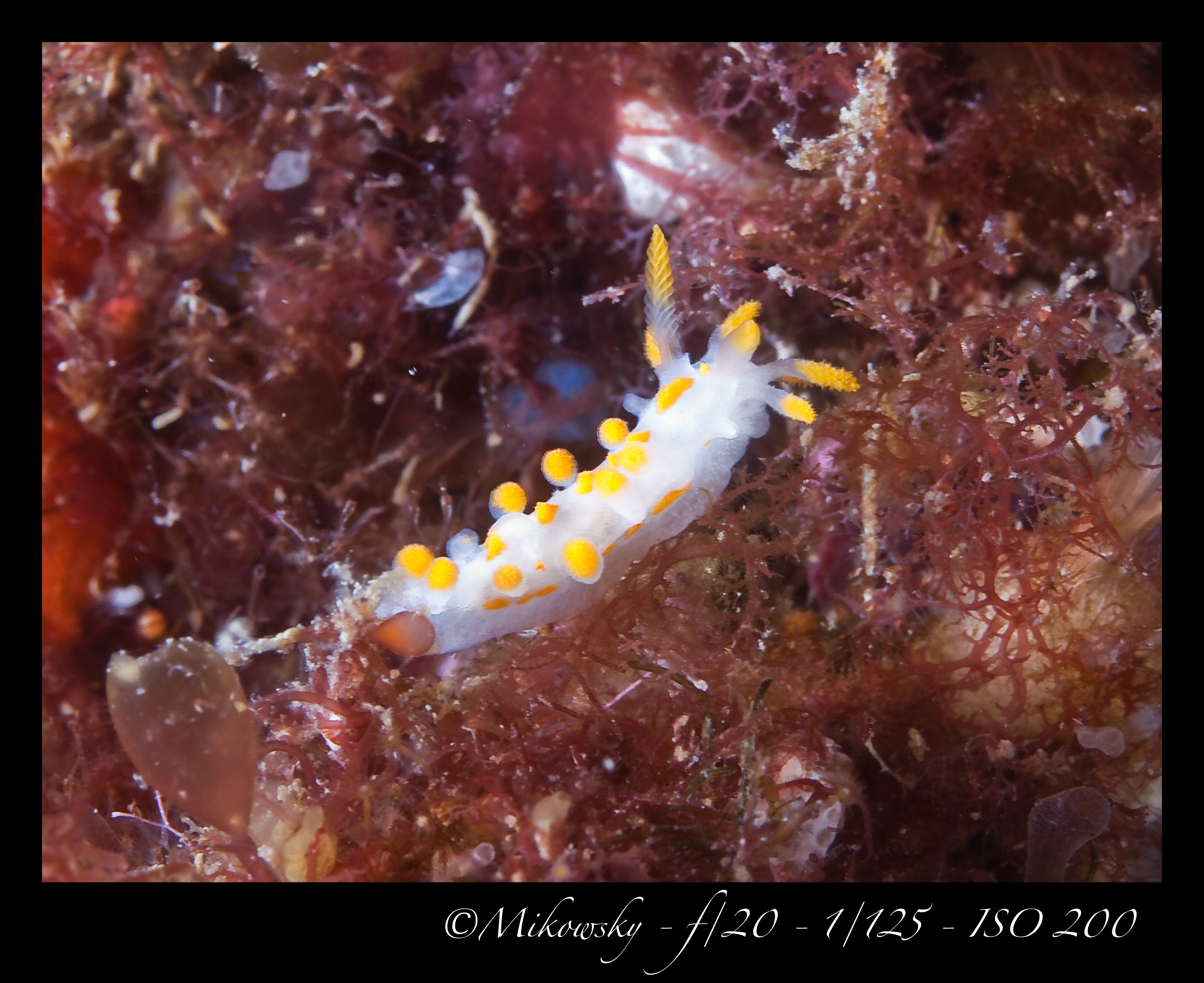 Buceo Tossa 25 Mayo 2012 1
