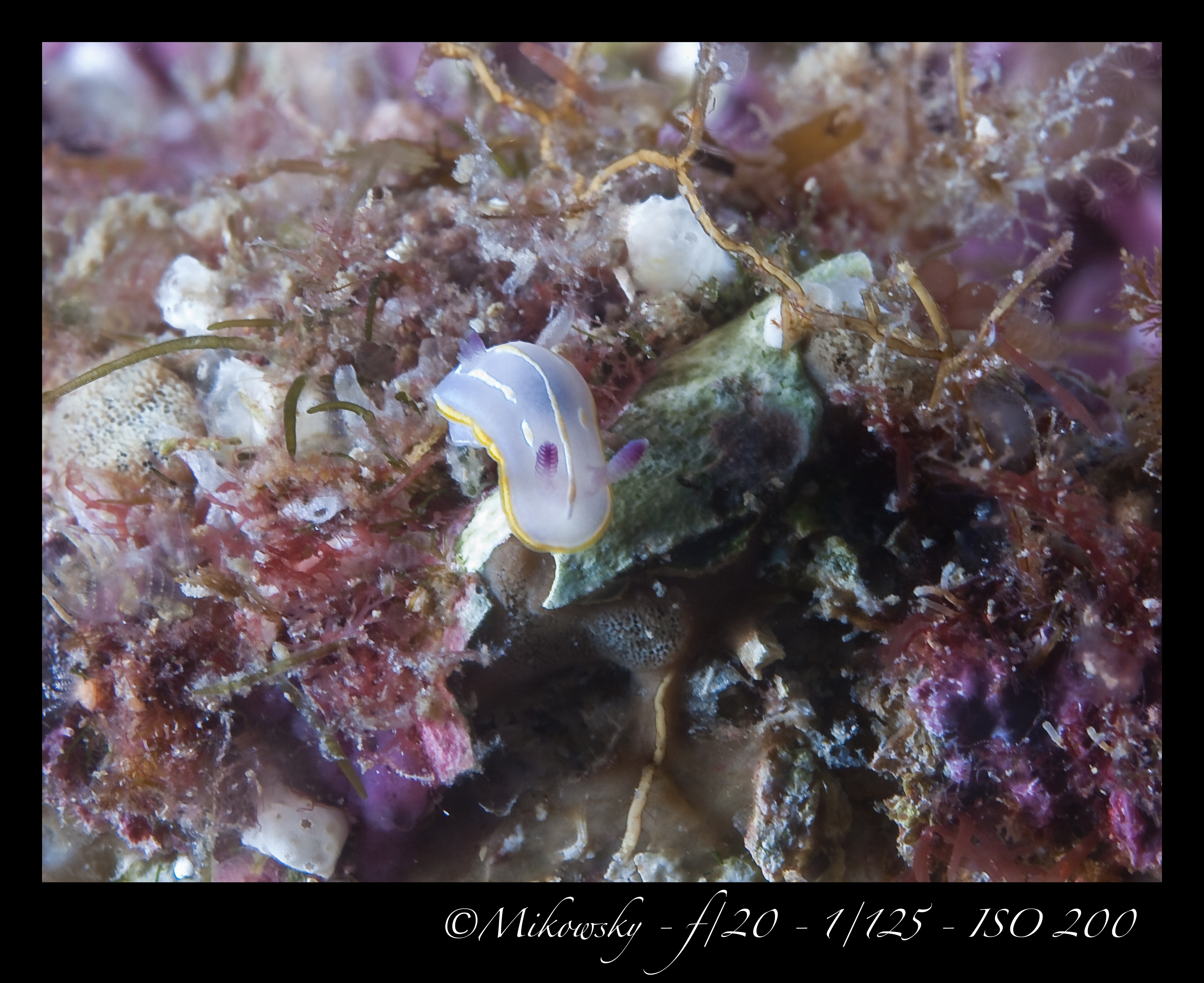 Buceo Tossa 25 Mayo 2012 2