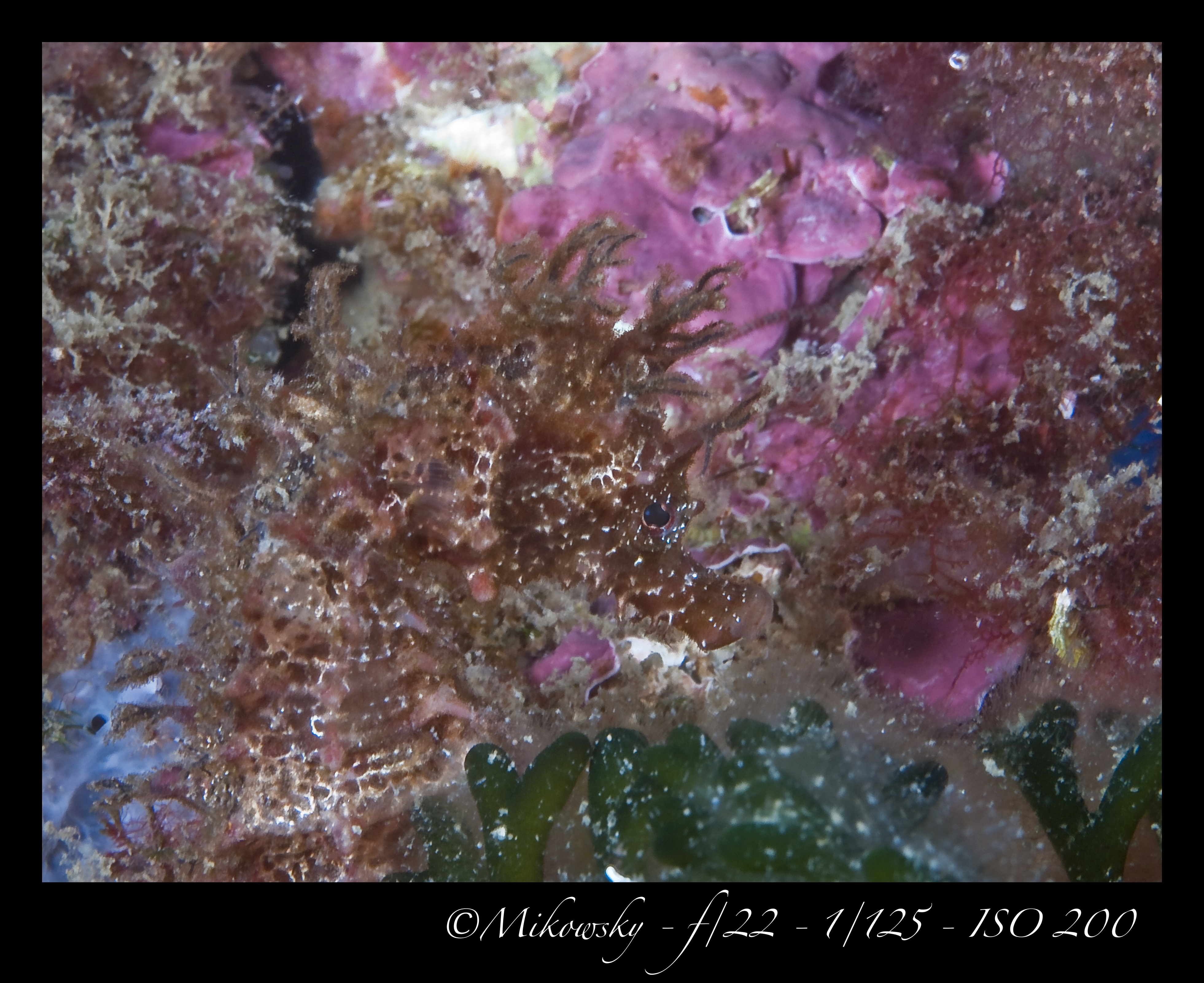 Buceo Tossa 25 Mayo 2012 3