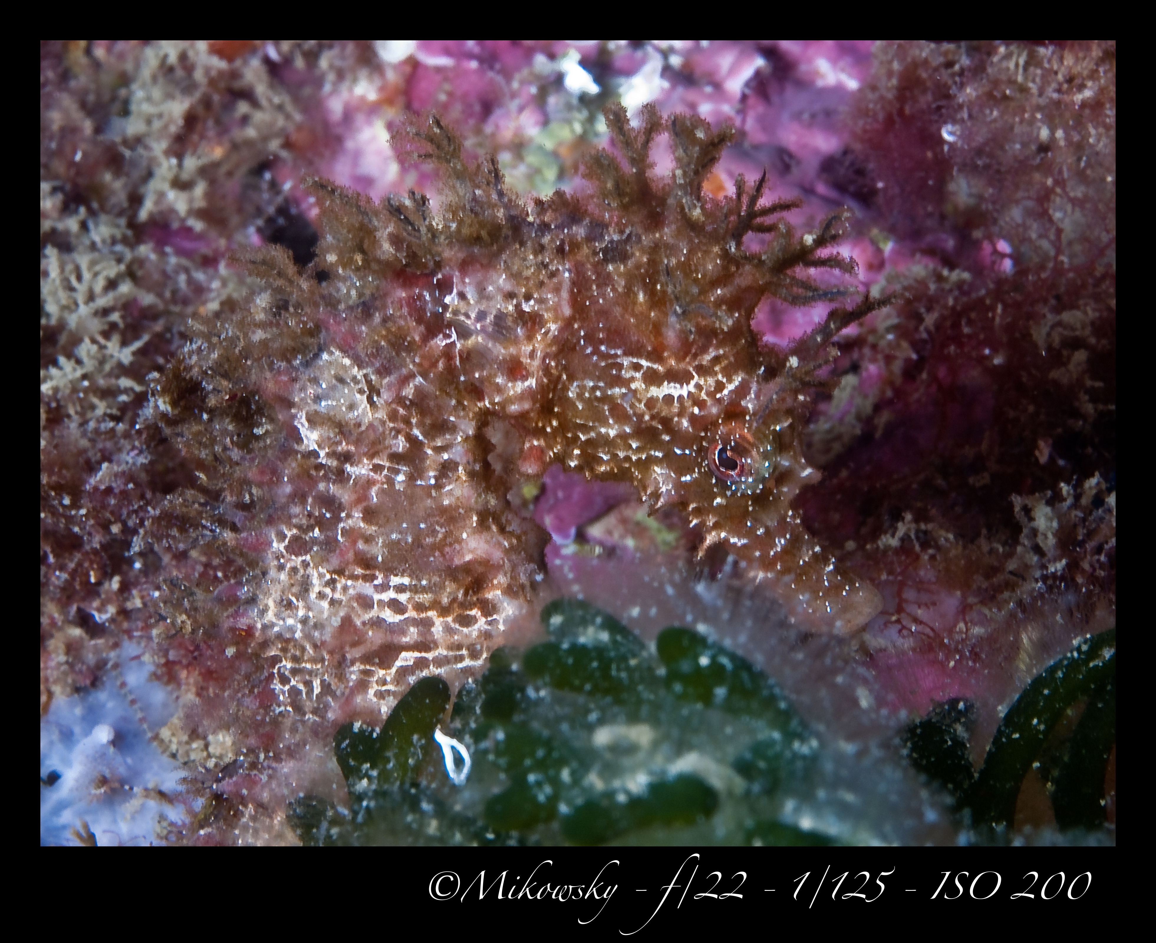 Buceo Tossa 25 Mayo 2012 4
