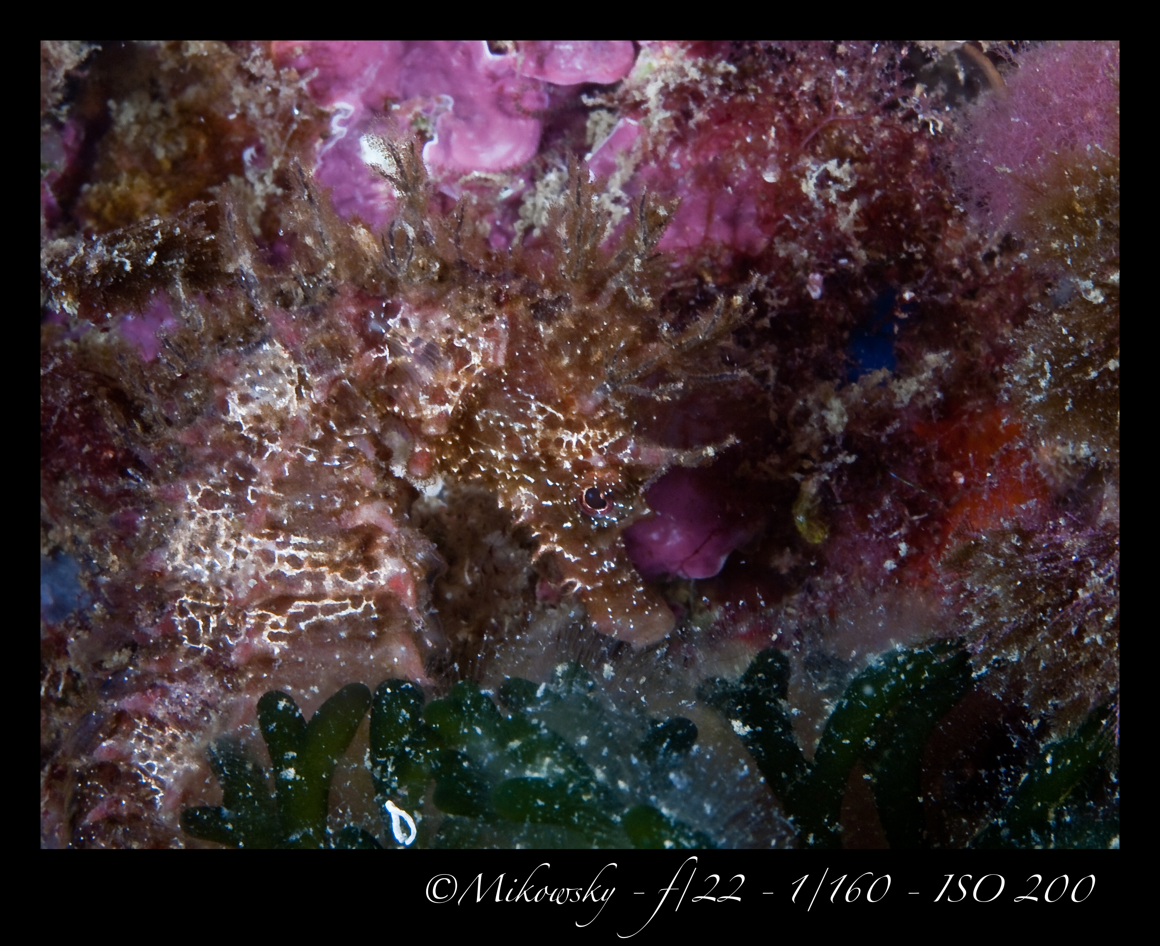 Buceo Tossa 25 Mayo 2012 5