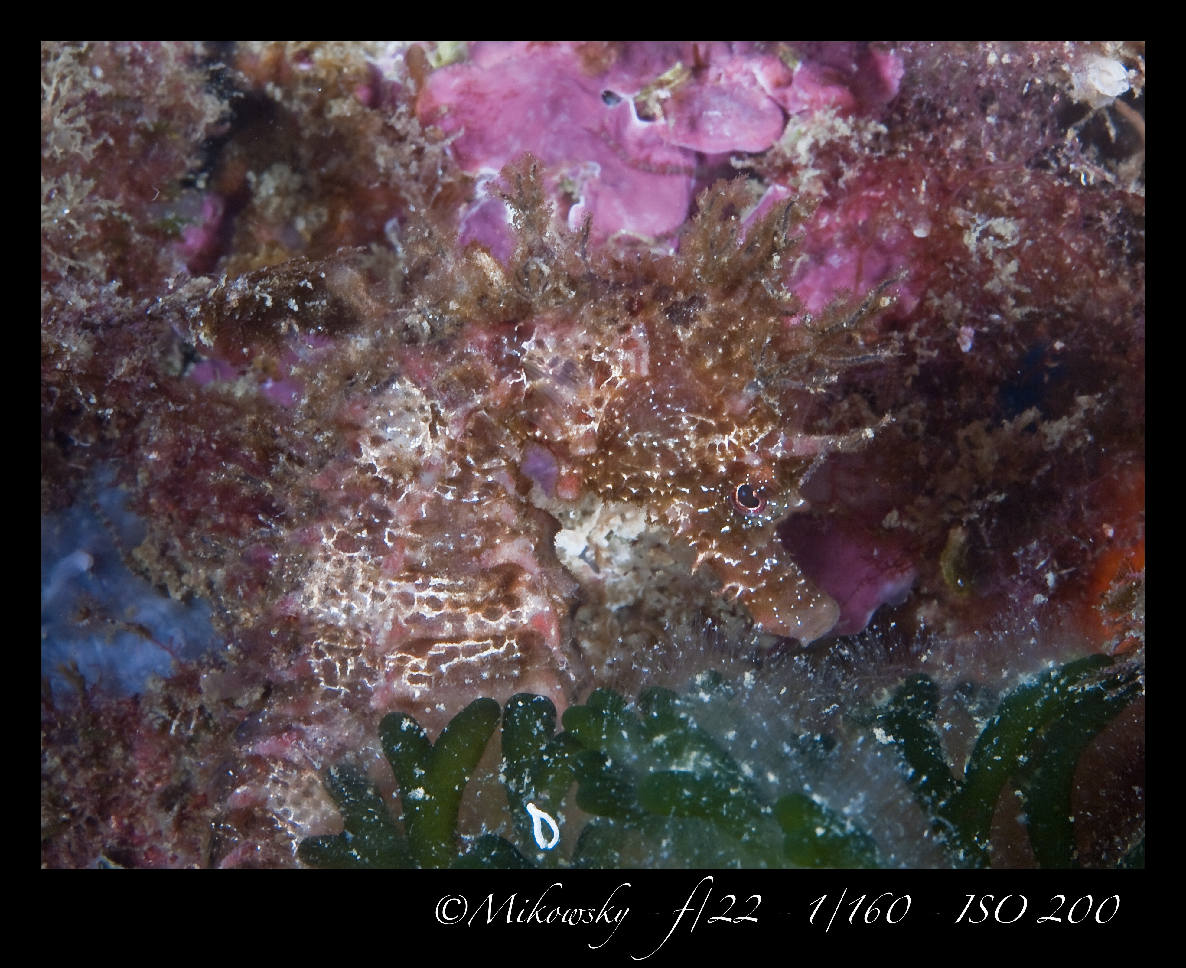 Buceo Tossa 25 Mayo 2012 6