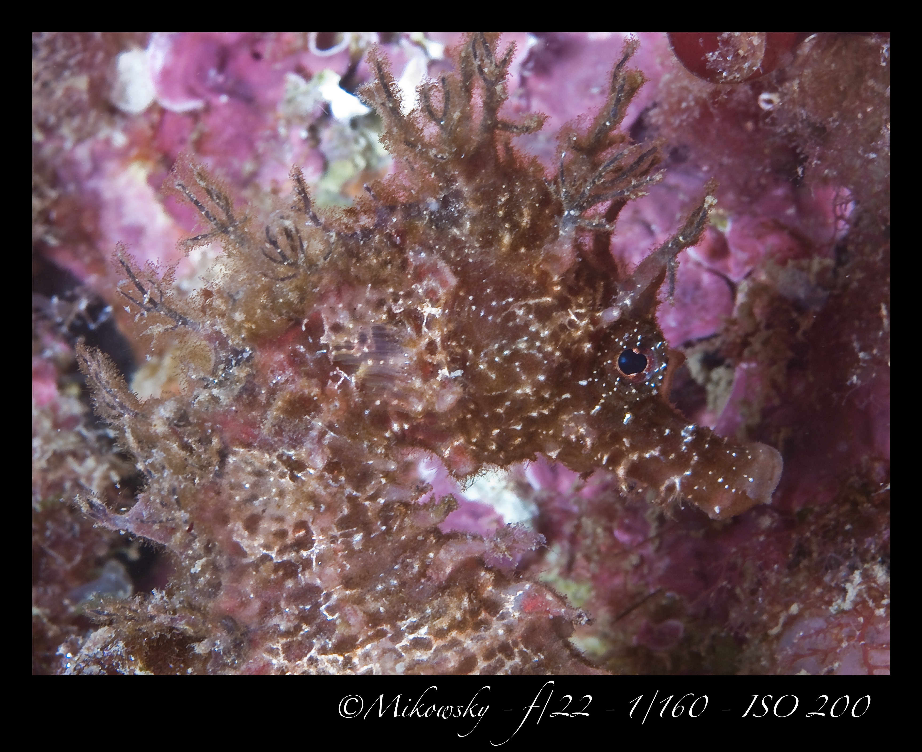 Buceo Tossa 25 Mayo 2012 7