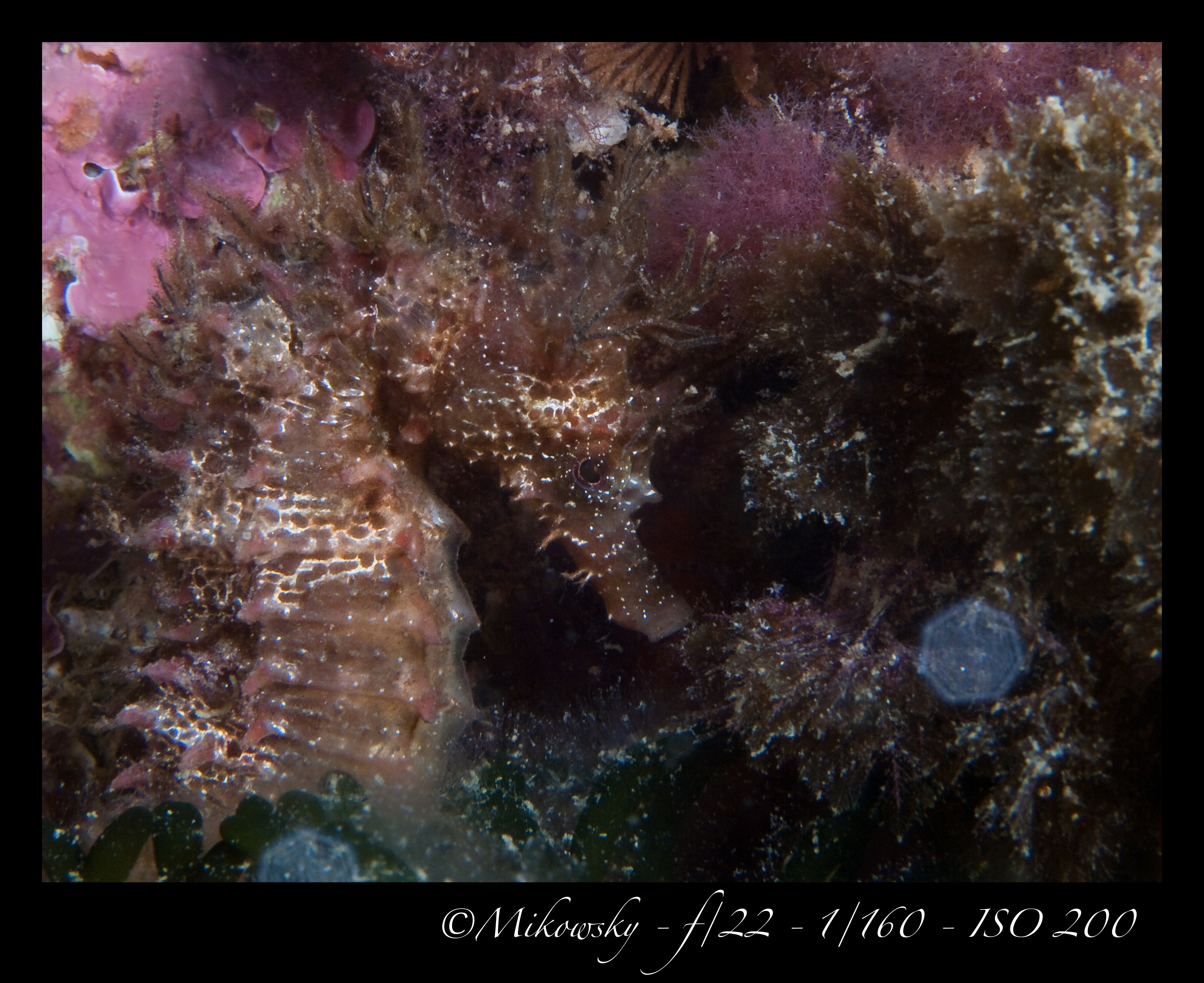 Buceo Tossa 25 Mayo 2012 8