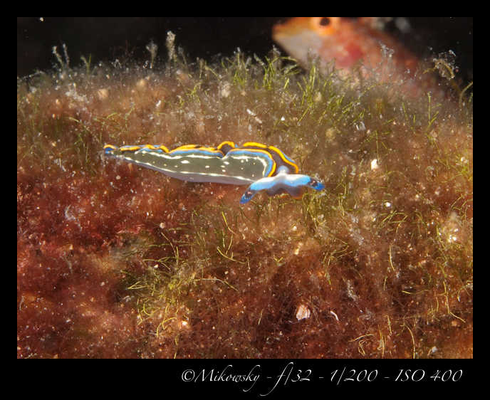 Buceo Tossa 7 Julio 2012   2