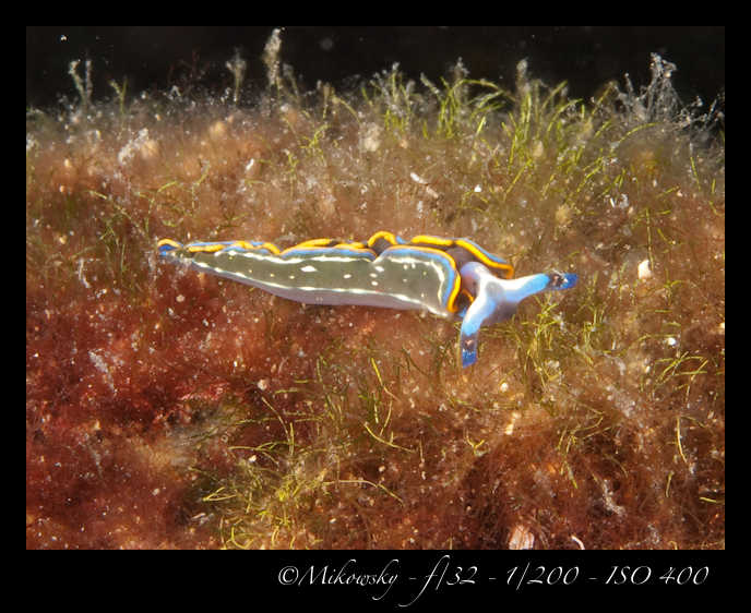 Buceo Tossa 7 Julio 2012   3