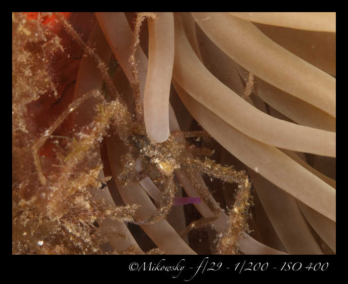 Buceo Tossa 7 Julio 2012   4