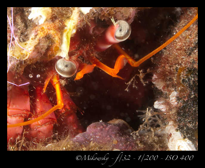 Buceo Tossa 7 Julio 2012  