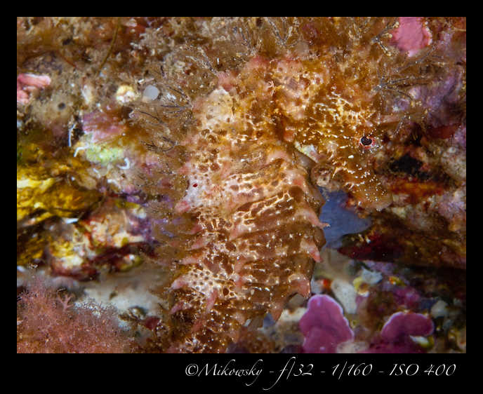 Buceo tossa 17 junio 2012 Caballito  10