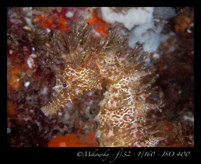 Buceo tossa 17 junio 2012 Caballito  2