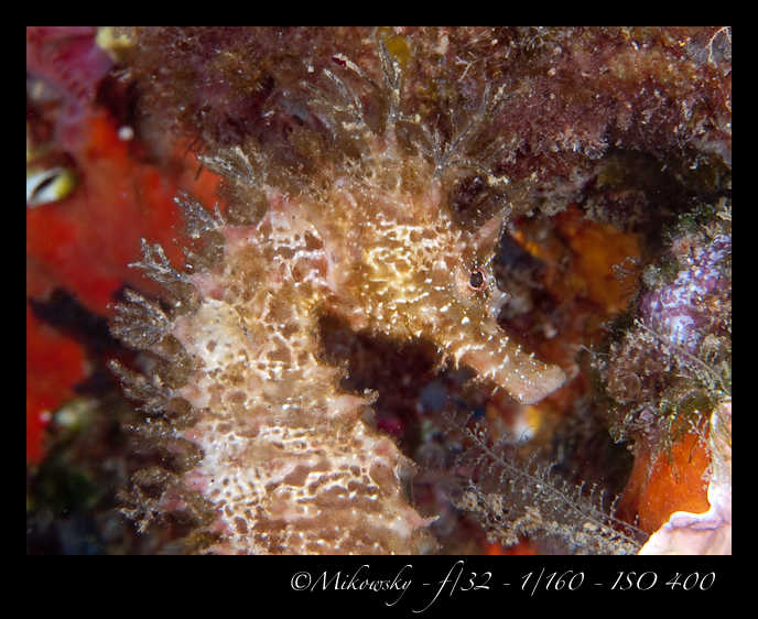 Buceo tossa 17 junio 2012 Caballito  3