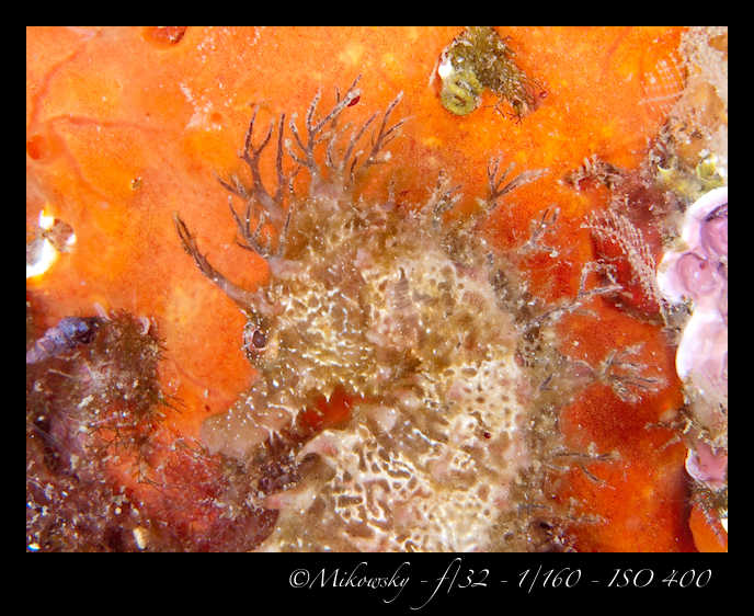 Buceo tossa 17 junio 2012 Caballito  4
