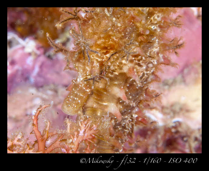 Buceo tossa 17 junio 2012 Caballito  5