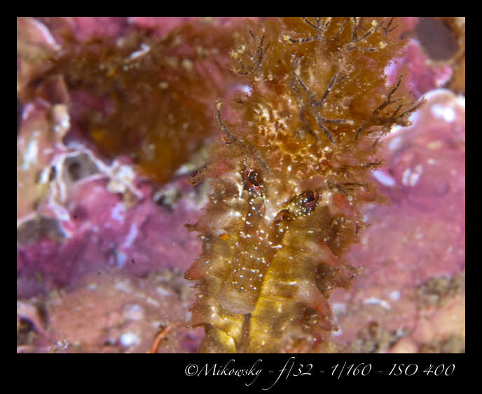 Buceo tossa 17 junio 2012 Caballito  6