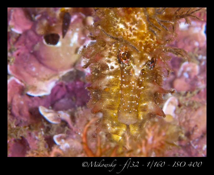 Buceo tossa 17 junio 2012 Caballito  7