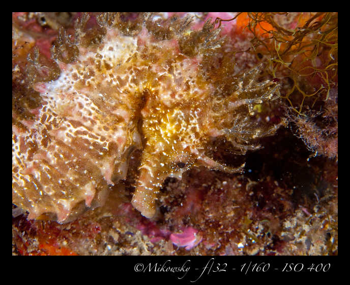 Buceo tossa 17 junio 2012 Caballito  8