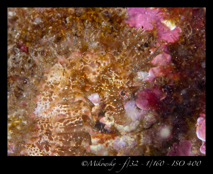Buceo tossa 17 junio 2012 Caballito  9