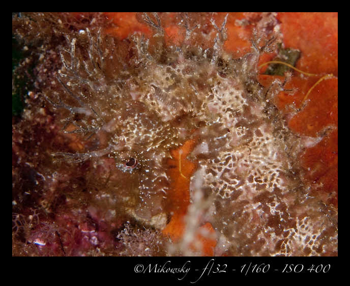 Buceo tossa 17 junio 2012 Caballito 