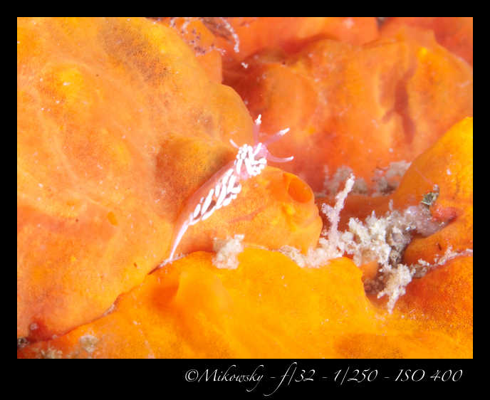Buceo tossa 20 junio 2012   10