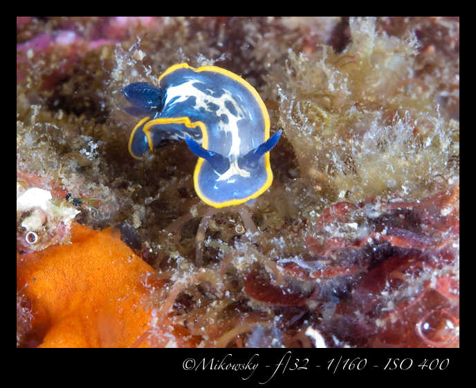 Buceo tossa 20 junio 2012   2