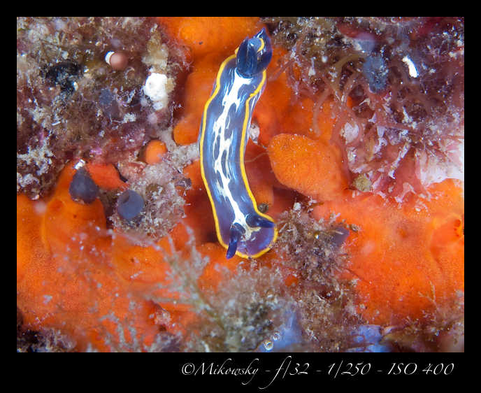 Buceo tossa 20 junio 2012   3