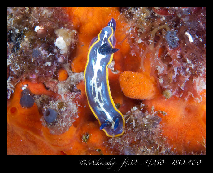 Buceo tossa 20 junio 2012   4