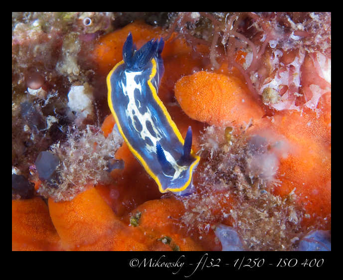 Buceo tossa 20 junio 2012   5