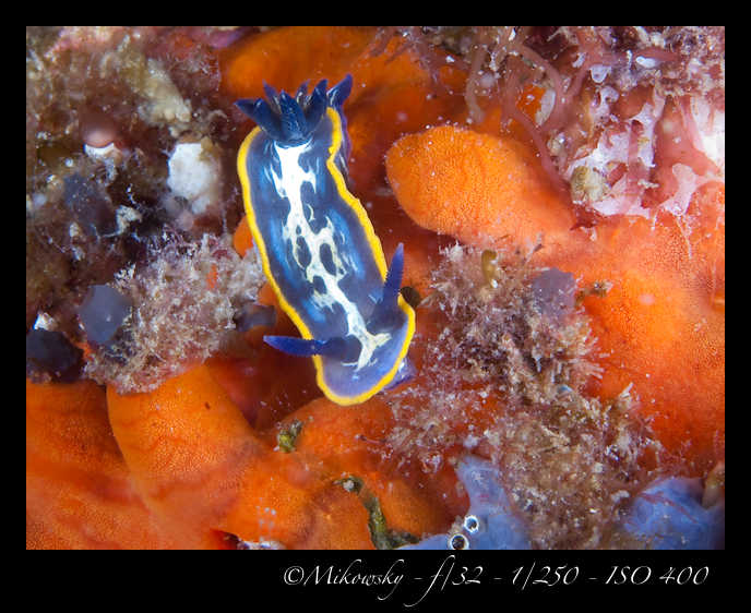 Buceo tossa 20 junio 2012   6